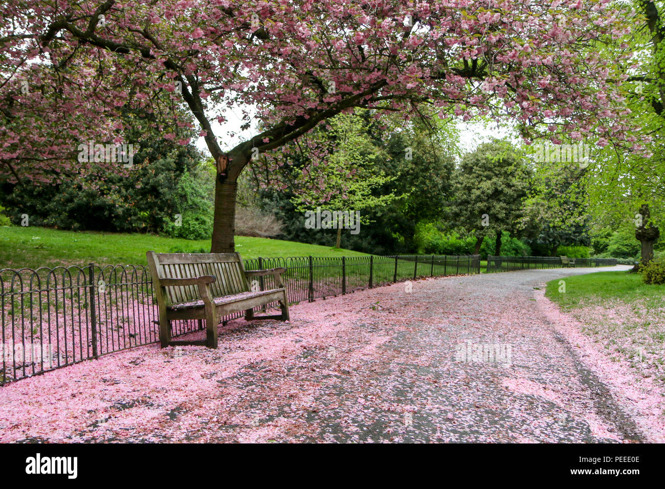 Une photo du parc où le banc en bois se tient sous le cerisier avec roses. Les feuilles tombent sur le banc et la route. Banque D'Images