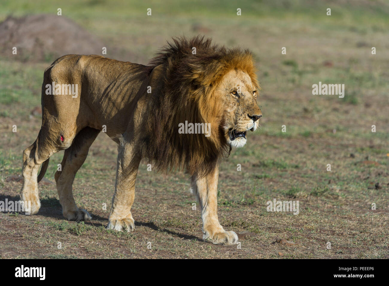 Lion Blesse Banque D Image Et Photos Alamy