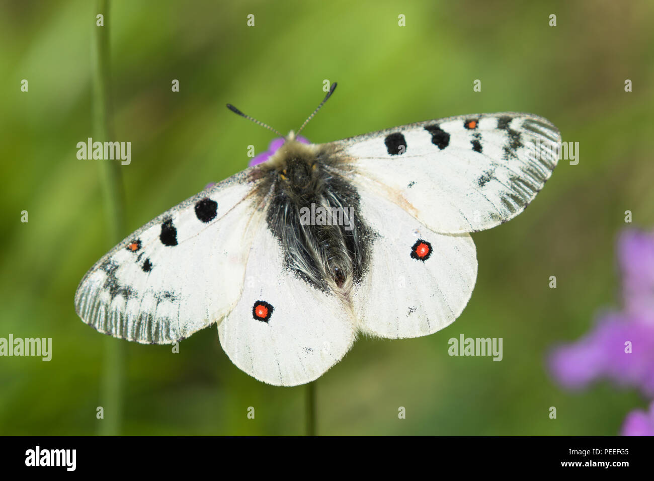 Parnassius phoebus - Alpenapollo Banque D'Images