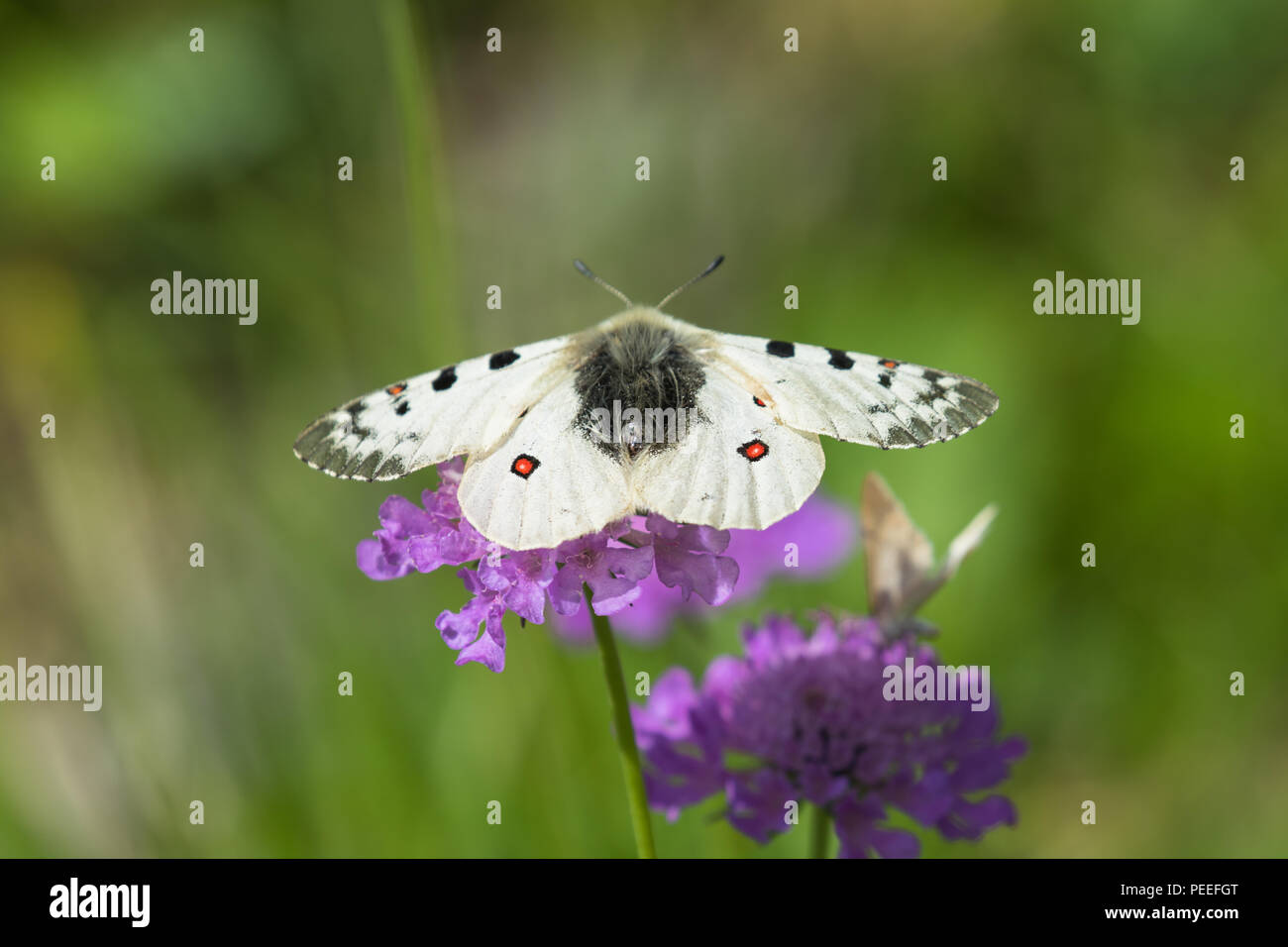 Parnassius phoebus - Alpenapollo Banque D'Images