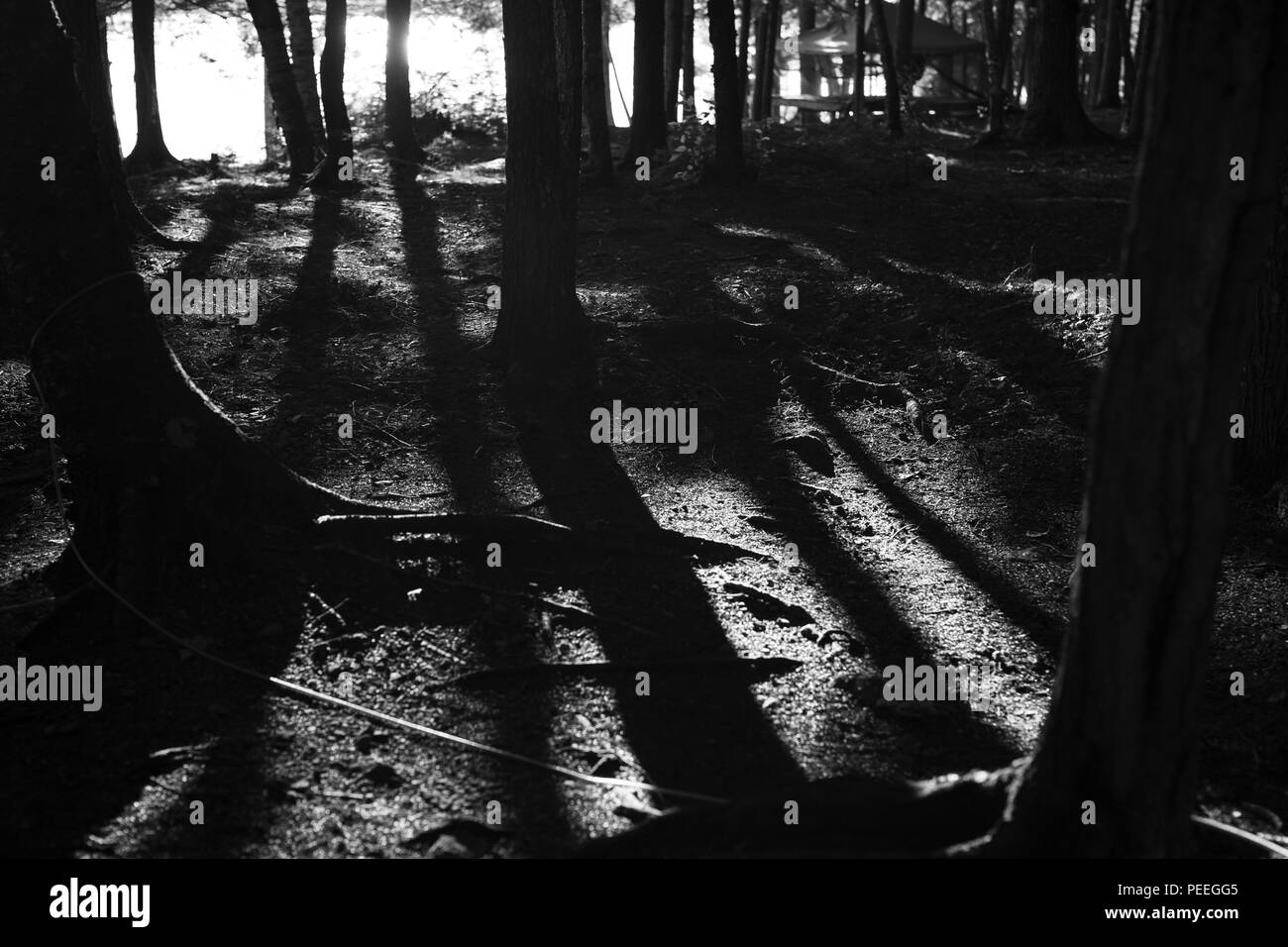 Image en noir et blanc de longues ombres d'arbres Banque D'Images