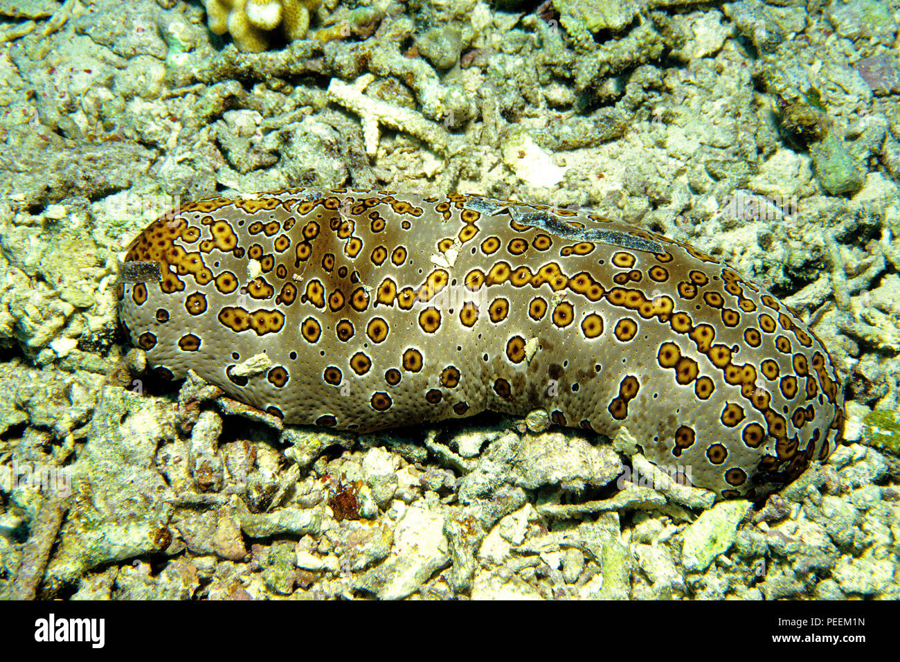 Leopardfish ou concombre de mer (holothurie Léopard Bohadschia argus), Pulau Sipadan, Sabah, Bornéo Malaisie Banque D'Images