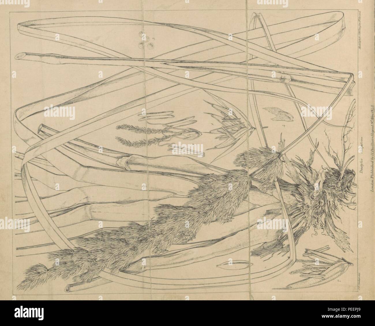 Image prise à partir de la page 8 de "Notes sur la Botanique du voyage antarctique, menée par le capitaine J. C. Ross dans la découverte de Sa Majesté navires Erebus et Terror. Avec des observations sur l'Herbe Tussac des îles Falkland' par la Briti 0615. Banque D'Images