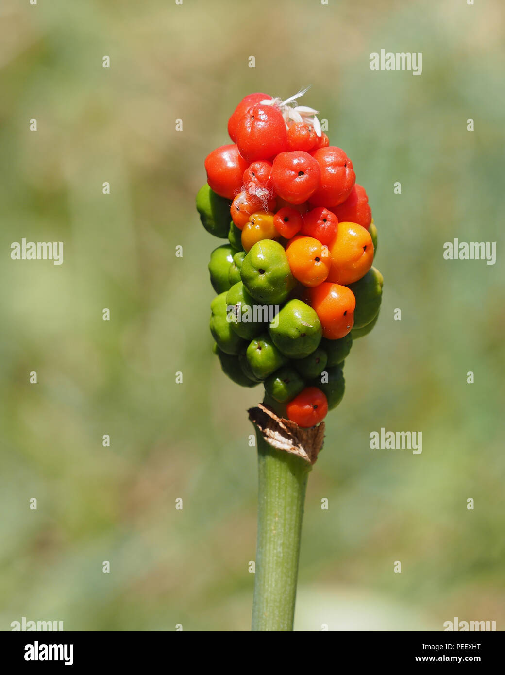 Lords-and-ladies Arum maculatum (usine) avec orange, baies rouges et vertes. Tipperary, Irlande Banque D'Images