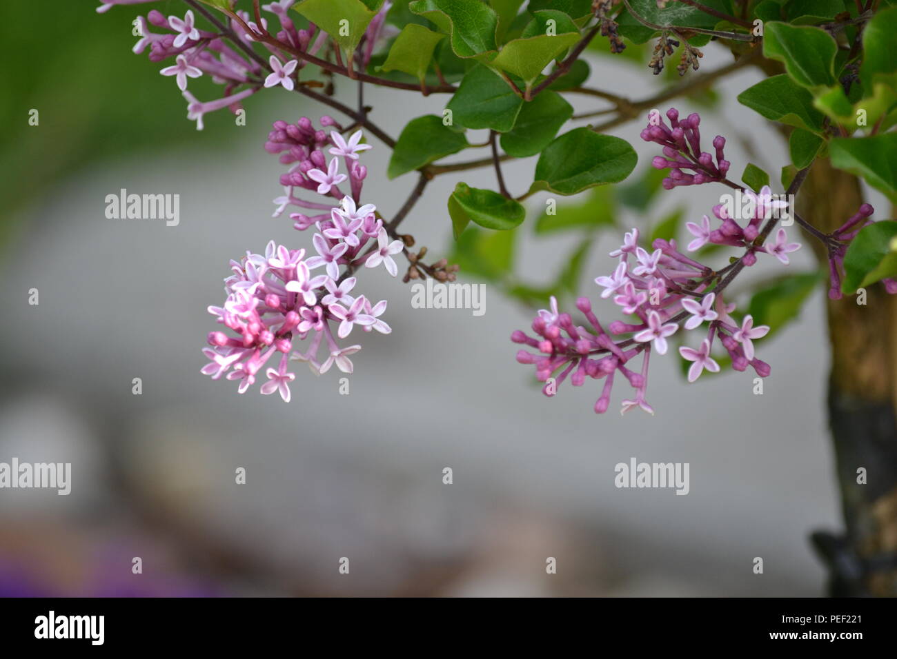 Close-up de la brousse - Syringa Meyeri 'Palibin' - lilas fleurs odorantes Banque D'Images