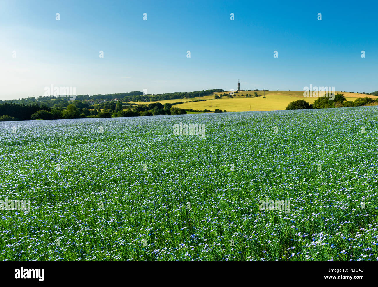 Un champ de lin bleu ou de lin dans le Kent Downs AONB nr Etchinghill. Banque D'Images