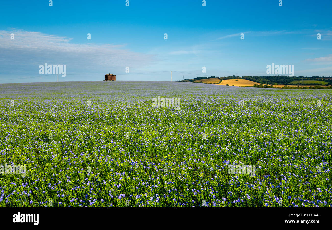 Une grange au milieu des champs de lin bleu ou de lin dans le Kent Downs AONB. Banque D'Images