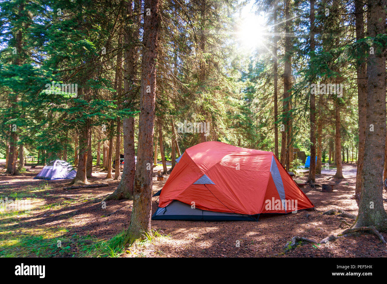 Morning Sunrise sur tente de camping dans le désert de l'été Parc national Banff au Canada avec pinède environnante. Banque D'Images