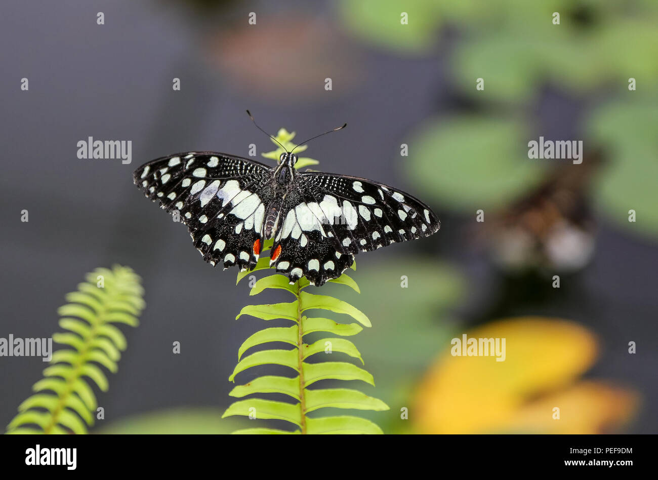 Papilio demoleus est une espèce commune et répandue swallowtail butterfly. Le papillon est également connu comme le papillon papillon citron, lime, lime swallowtai Banque D'Images