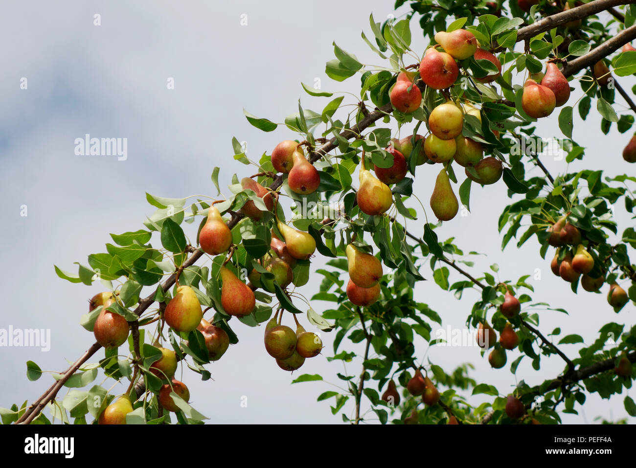 Les poires prêtes pour la récolte sur une branche d'arbre Communis ou Bella di giugno ou Mirandino ou Rouge Beauté Juin Banque D'Images