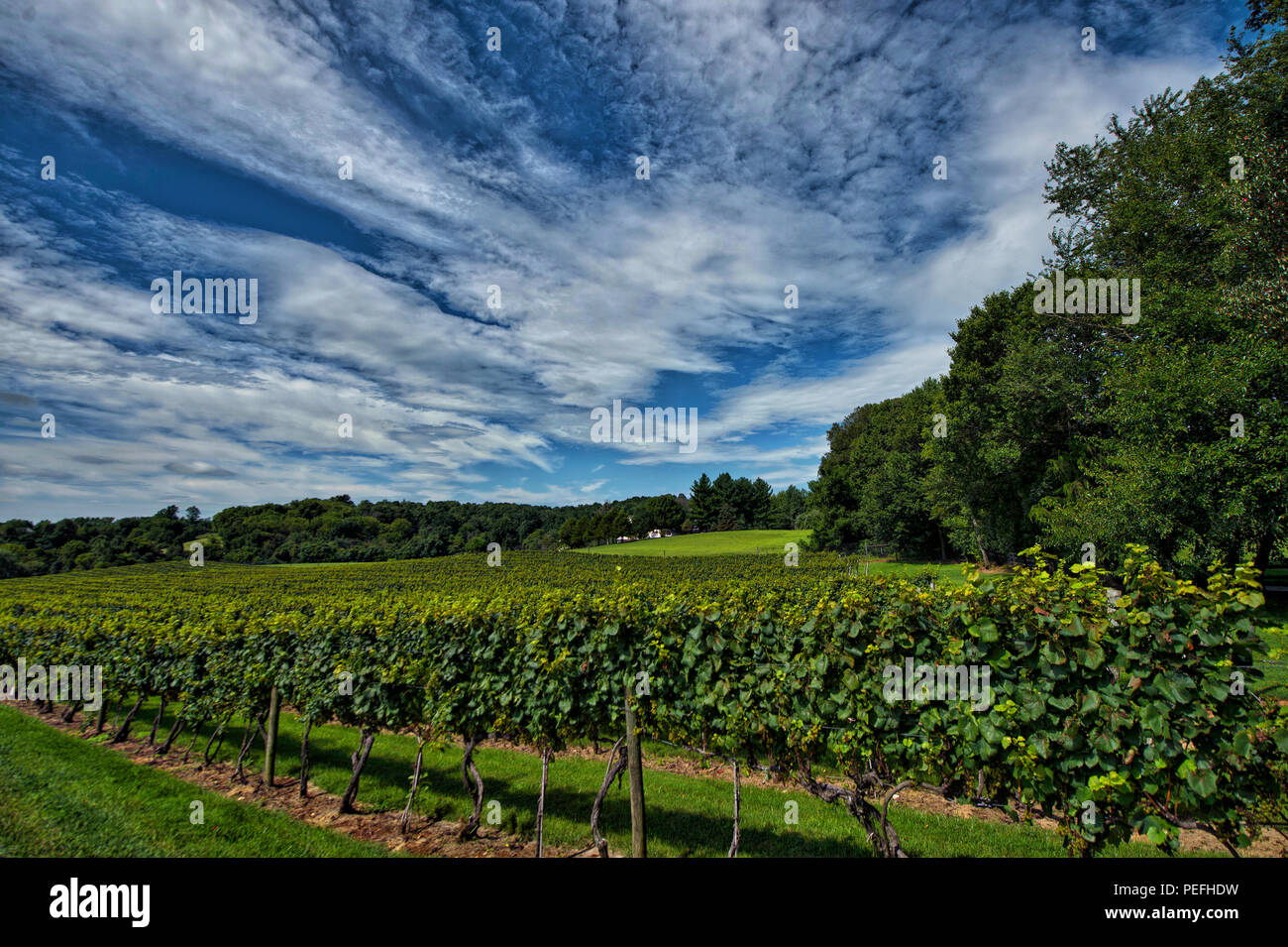 États-unis : 14 août 2018 : Pearmund Cellars est situé dans le magnifique pied de Fauquier Comté de l'Est, VA, à proximité du Nord canadien Banque D'Images