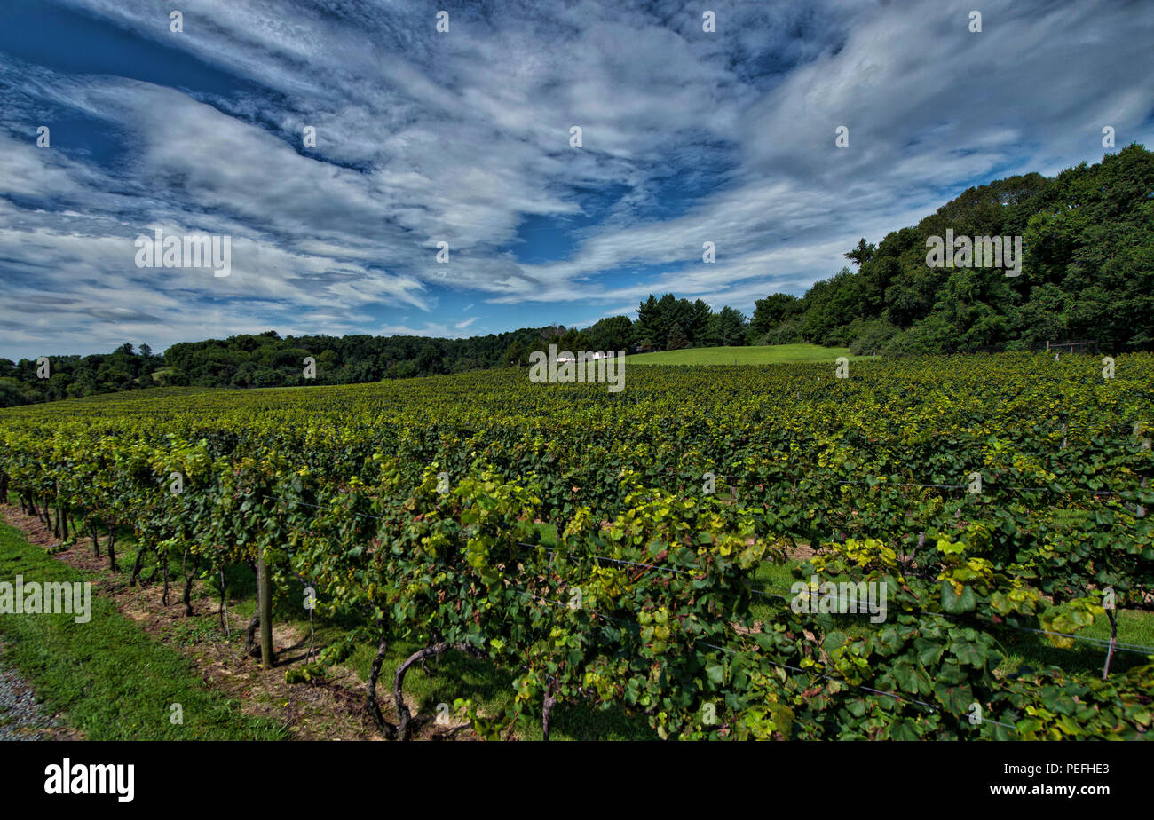 États-unis : 14 août 2018 : Pearmund Cellars est situé dans le magnifique pied de Fauquier Comté de l'Est, VA, à proximité du Nord canadien Banque D'Images