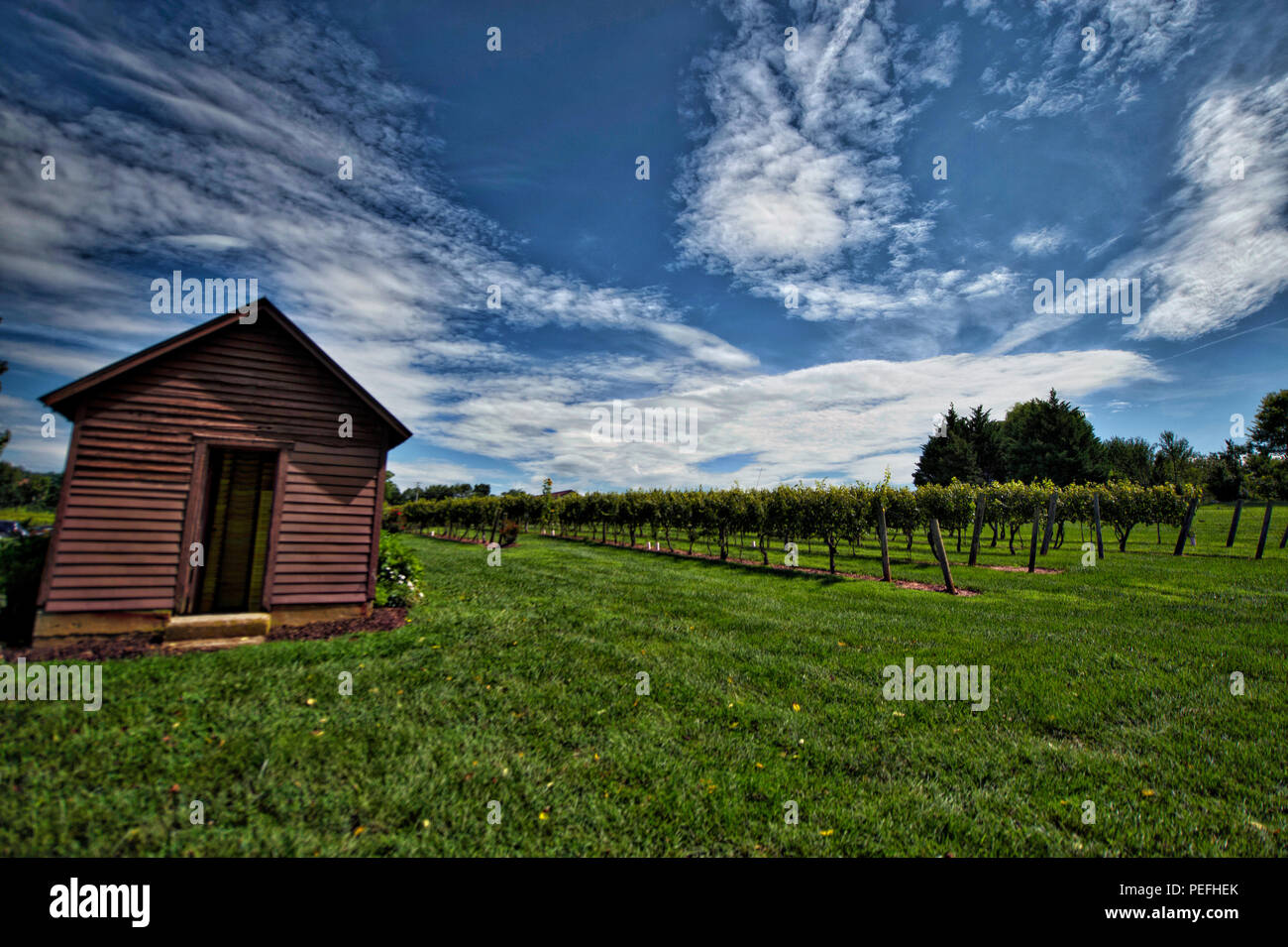 États-unis : 14 août 2018 : Pearmund Cellars est situé dans le magnifique pied de Fauquier Comté de l'Est, VA, à proximité du Nord canadien Banque D'Images