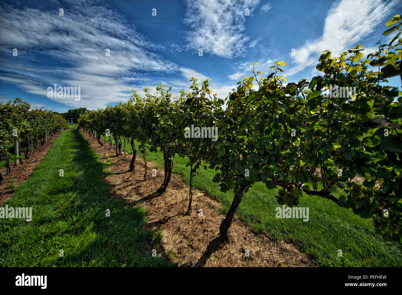 États-unis : 14 août 2018 : Pearmund Cellars est situé dans le magnifique pied de Fauquier Comté de l'Est, VA, à proximité du Nord canadien Banque D'Images