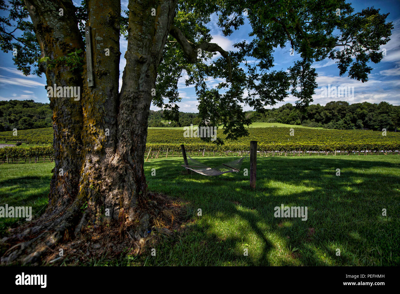 États-unis : 14 août 2018 : Pearmund Cellars est situé dans le magnifique pied de Fauquier Comté de l'Est, VA, à proximité du Nord canadien Banque D'Images