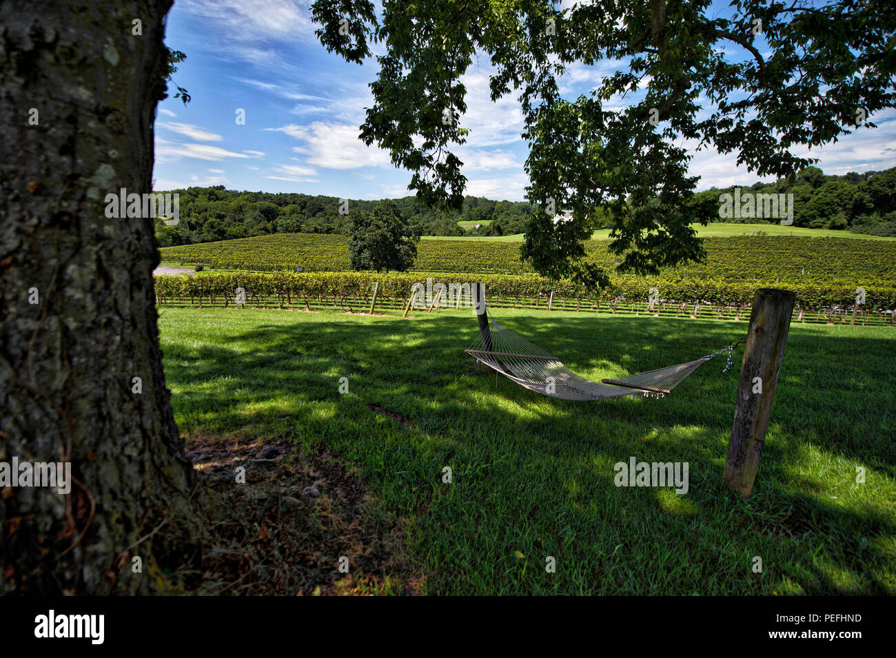 États-unis : 14 août 2018 : Pearmund Cellars est situé dans le magnifique pied de Fauquier Comté de l'Est, VA, à proximité du Nord canadien Banque D'Images