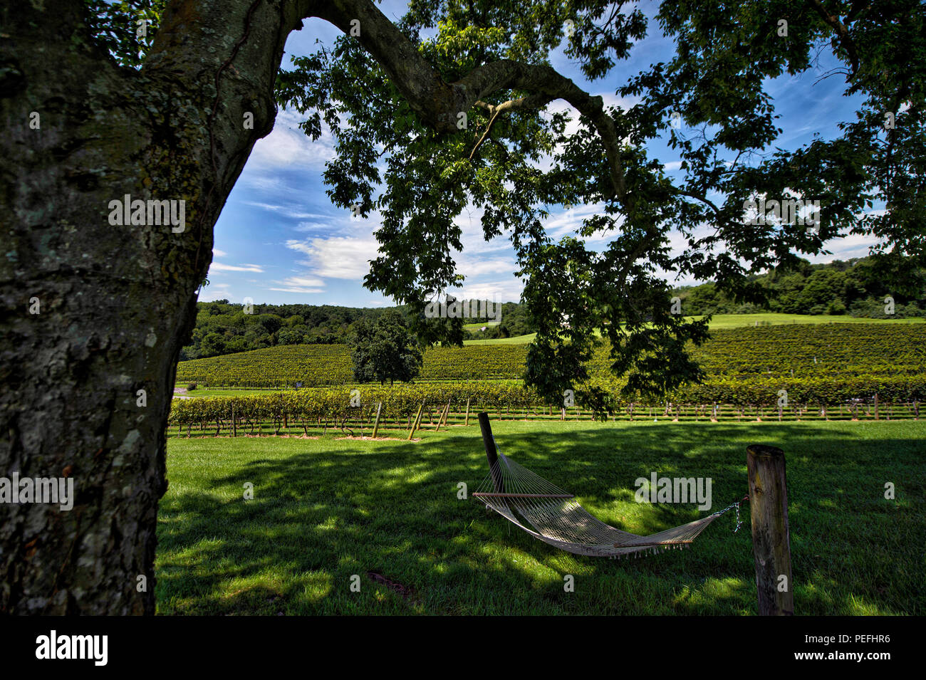 États-unis : 14 août 2018 : Pearmund Cellars est situé dans le magnifique pied de Fauquier Comté de l'Est, VA, à proximité du Nord canadien Banque D'Images