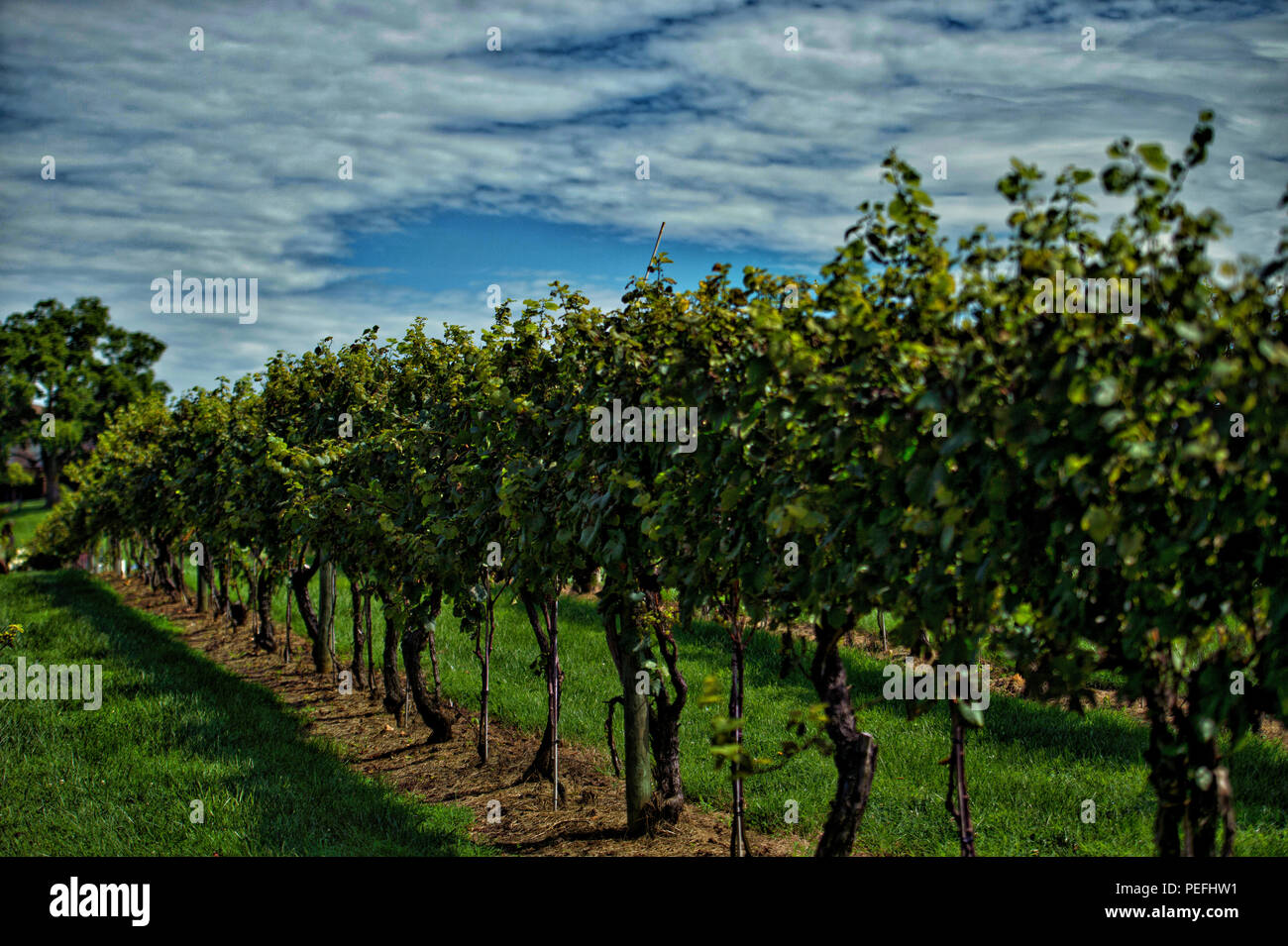 États-unis : 14 août 2018 : Pearmund Cellars est situé dans le magnifique pied de Fauquier Comté de l'Est, VA, à proximité du Nord canadien Banque D'Images
