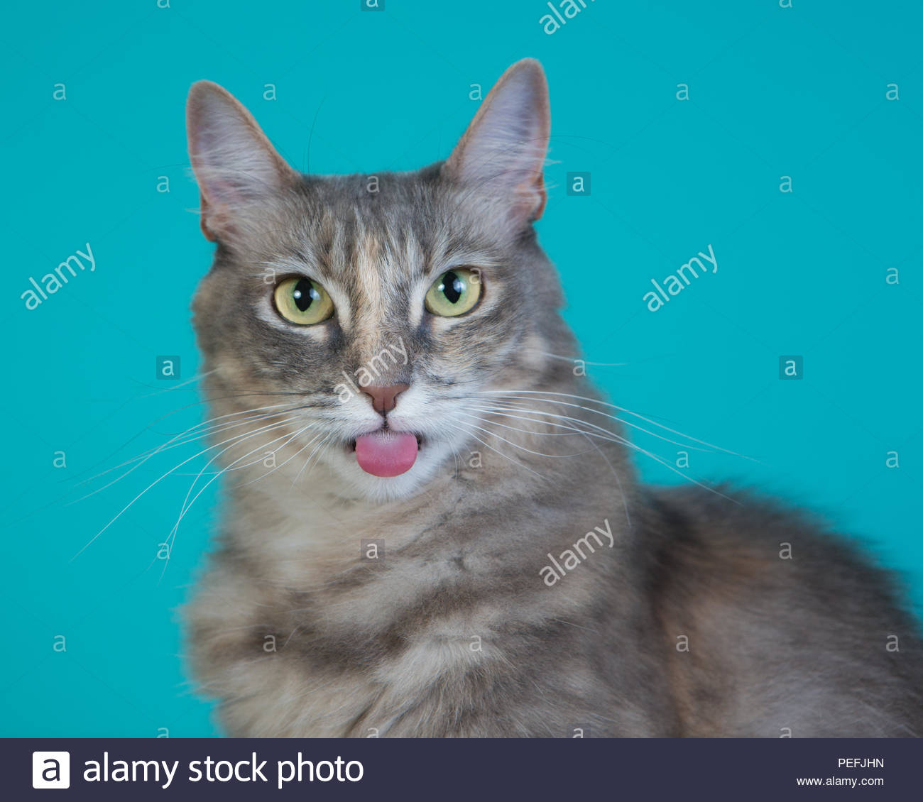 Studio Close Up Portrait De Chat Gris Aux Yeux Verts Avec