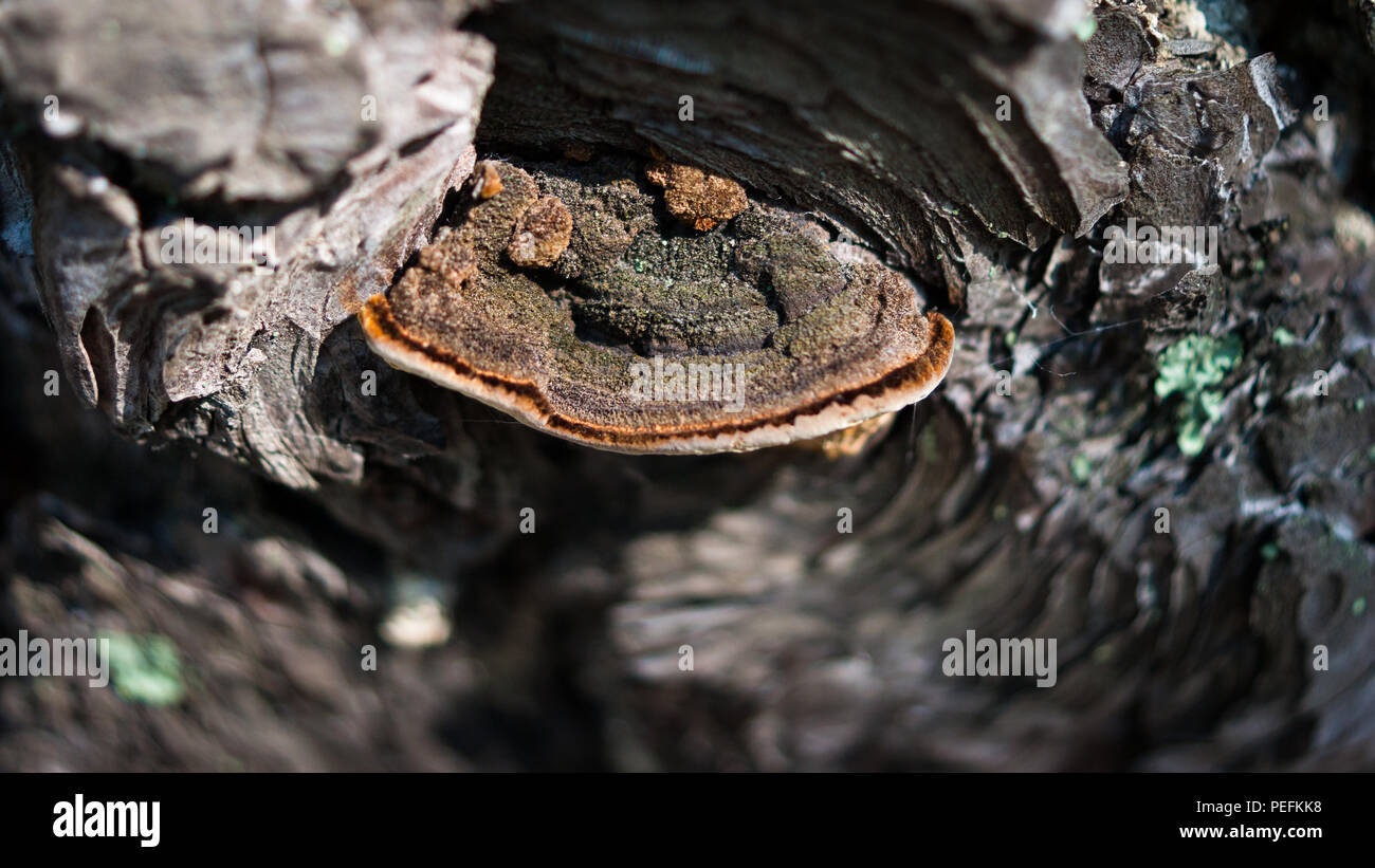 Gros plan du champignon de carie de la tige (Fomitopsis pinicola) ou ceinture rouge conk sur une écorce d'arbre de pin avec Spider web et de mousse verte autour de Banque D'Images