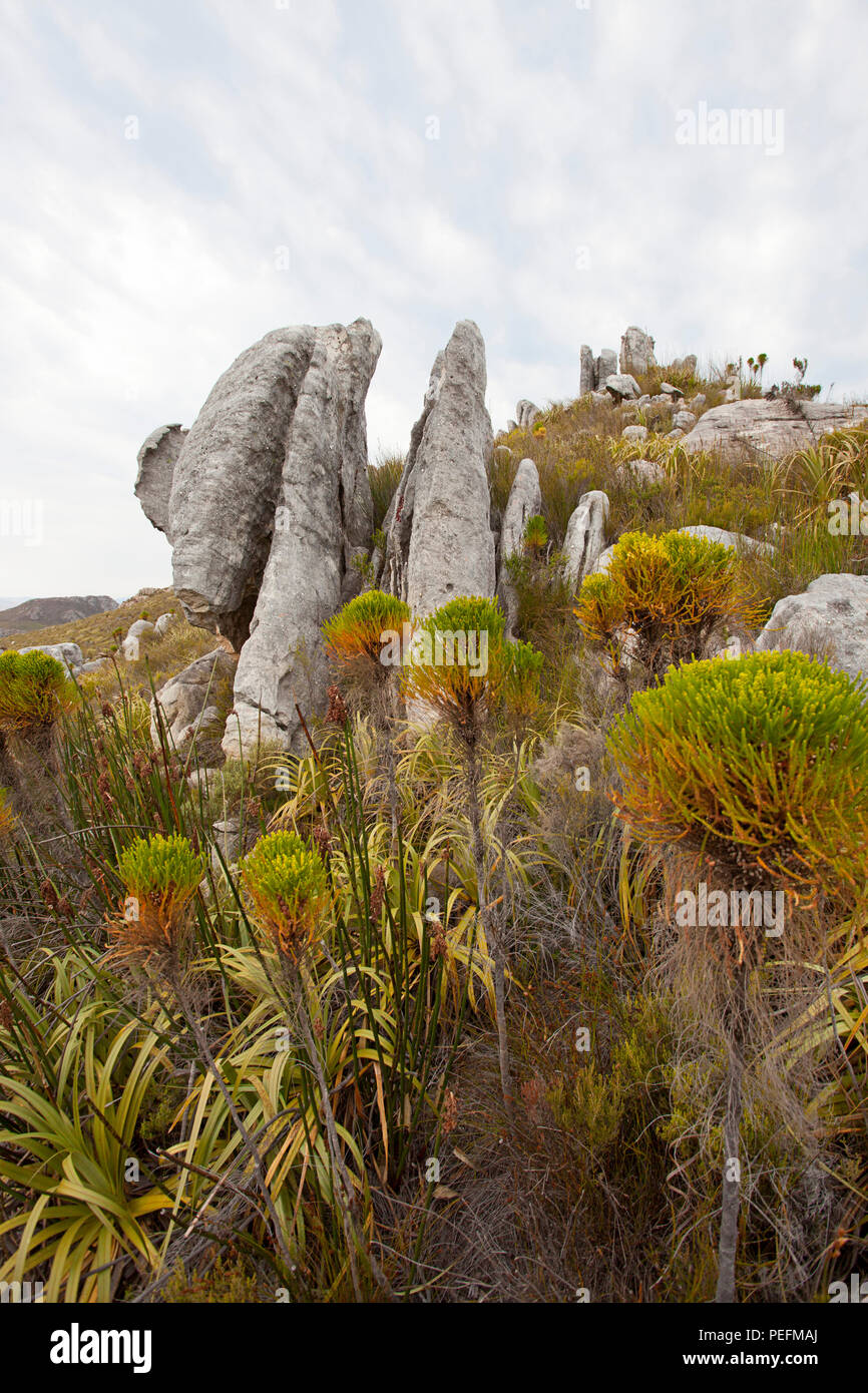 Dans le paysage de la réserve naturelle de Hottentots Holland, Gorge de Suicide, Afrique du Sud Banque D'Images