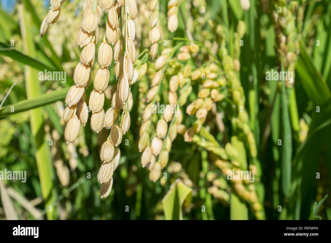 Les plants de riz à maturité croissante de céréales complètes dans les rizières, Vegas Bajas del Guadiana, l'Espagne. Libre Banque D'Images