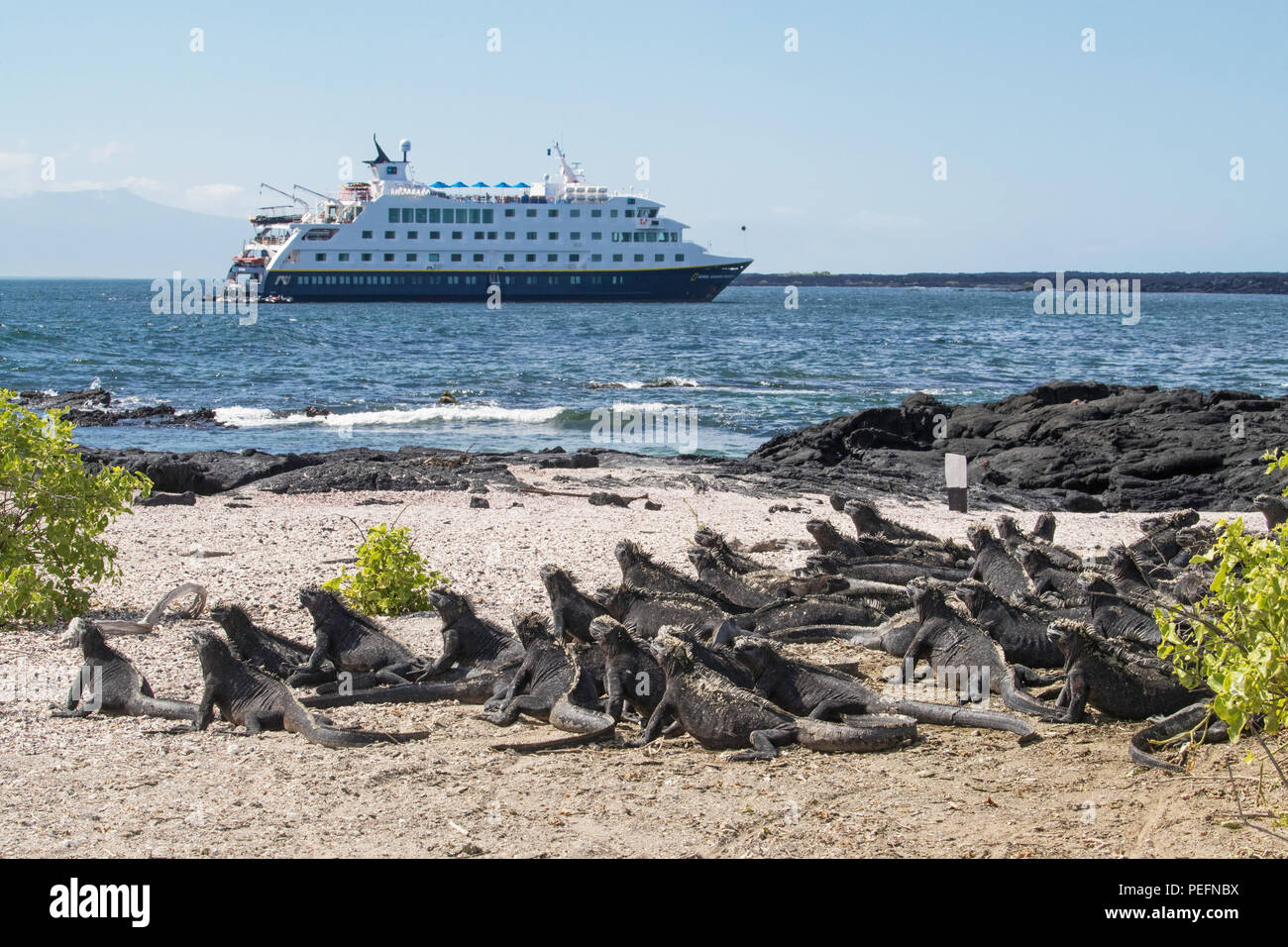 La marine des Galapagos endémique iguane, Amblyrhynchus cristatus, avec National Geographic Endeavour II, GalÃ¡pagos. Banque D'Images