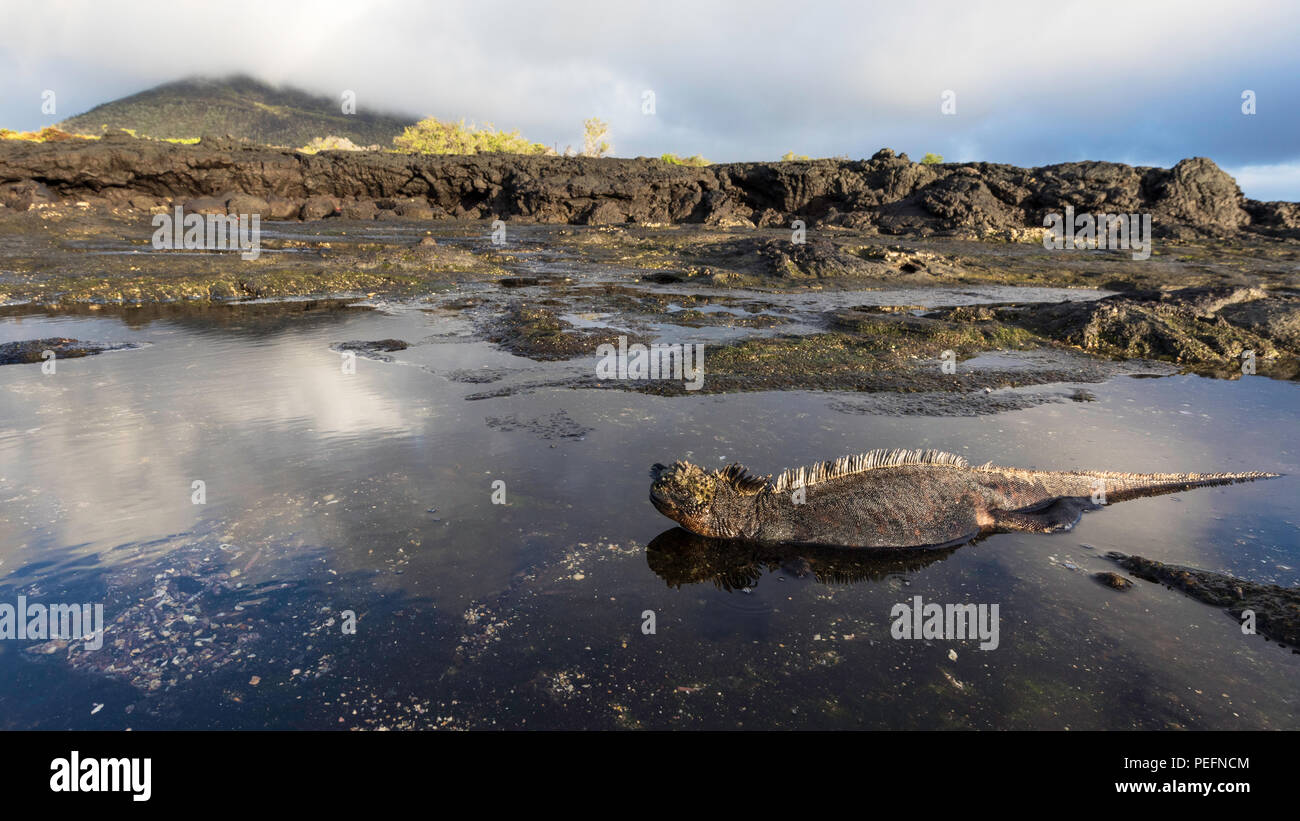 La marine des Galápagos, iguane endémique Amblyrhynchus cristatus, dans la piscine de marée de l'île de Santiago, Galapagos, Equateur. Banque D'Images