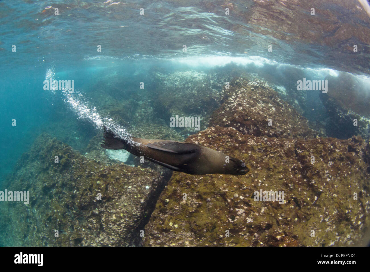 Joint de Galápagos, Arctocephalus galapagoensis, Fonds sous-marins de l'île de Santiago, Galapagos, Equateur. Banque D'Images