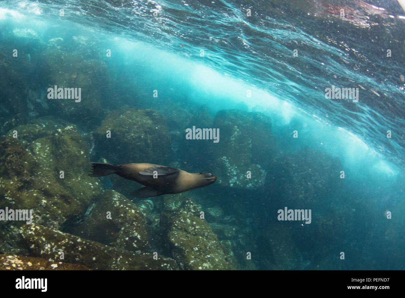 Joint de Galápagos, Arctocephalus galapagoensis, Fonds sous-marins de l'île de Santiago, Gslápagos, de l'Équateur. Banque D'Images