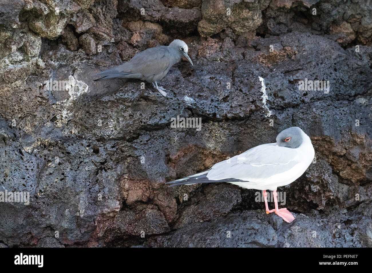 Mouette à queue adultes, Creagrus furcatus, avec un noddi brun Anous stolidus, Île Floreana, Galapagos, Equateur,. Banque D'Images
