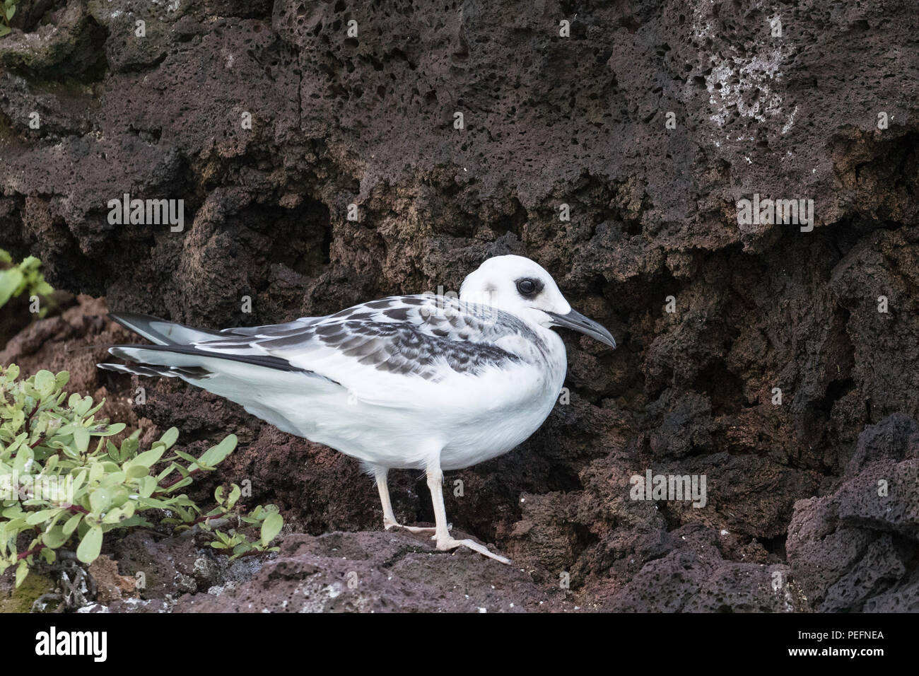 Swallow-tailed gull, Creagrus furcatus, chick sur l'île de Genovesa, Galapagos, Equateur. Banque D'Images