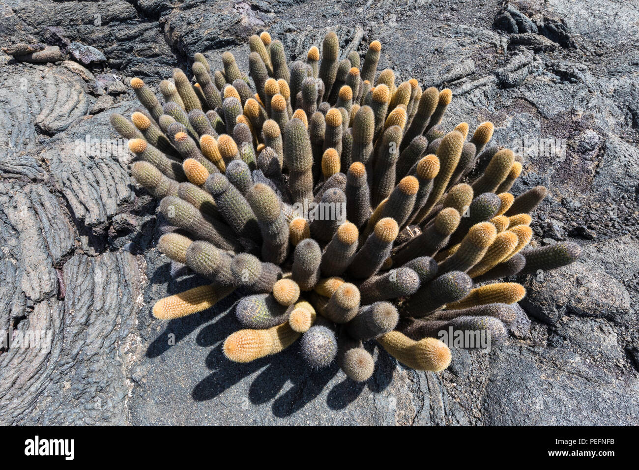 Cactus Brachycereus lave endémique, spp, l'île de Fernandina, Galapagos, Equateur. Banque D'Images