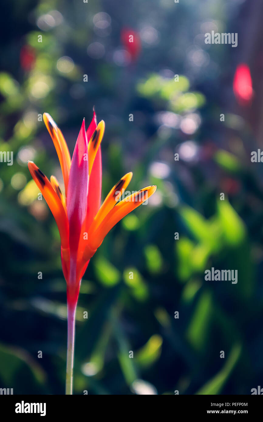 Jaune Rouge exotique fleur tropicale avec arrière-plan flou Photo Stock -  Alamy
