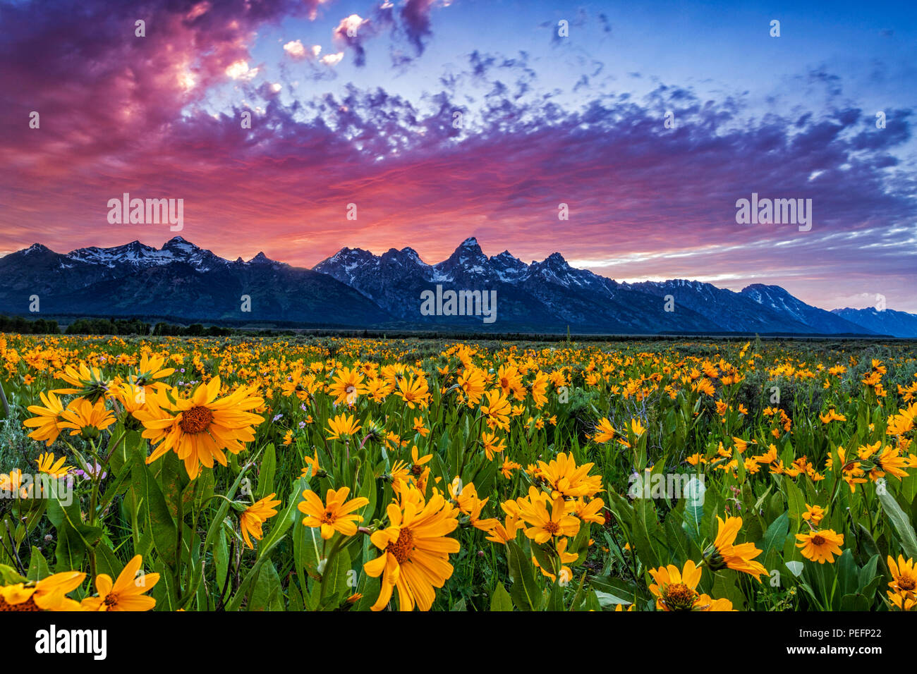Fleurs sauvages fleurissent au coucher du soleil à Antelope Flats à Grand Teton National Park Banque D'Images
