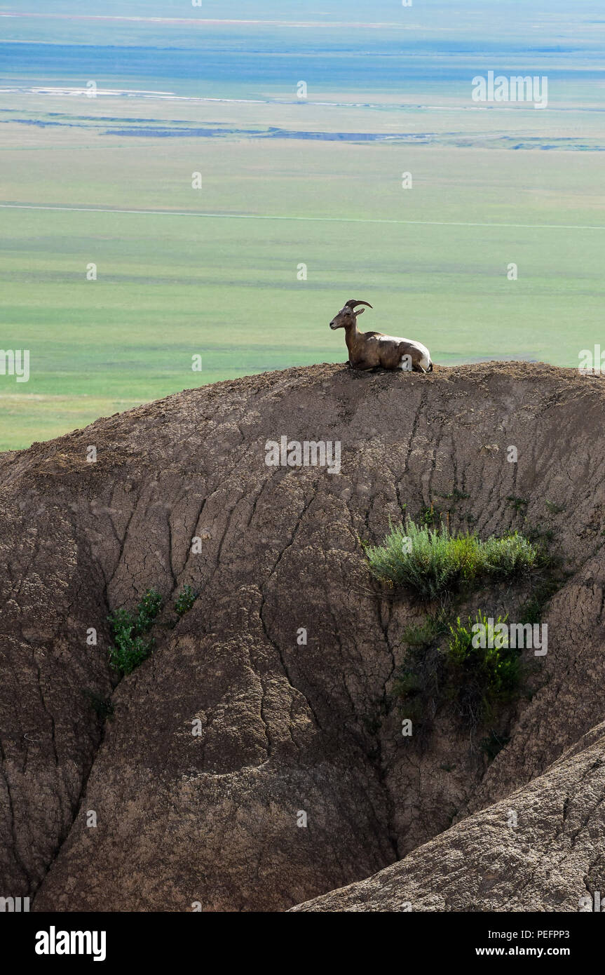 Une chèvre de montagne sur une crête à la Bad Lands National Park, South Dakota, USA. Banque D'Images