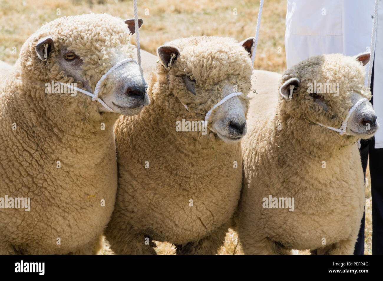 Ryeland mouton dans l'arène d'exposition étant jugé, Tenbury show UK Worcestershire. Août 2018 Banque D'Images