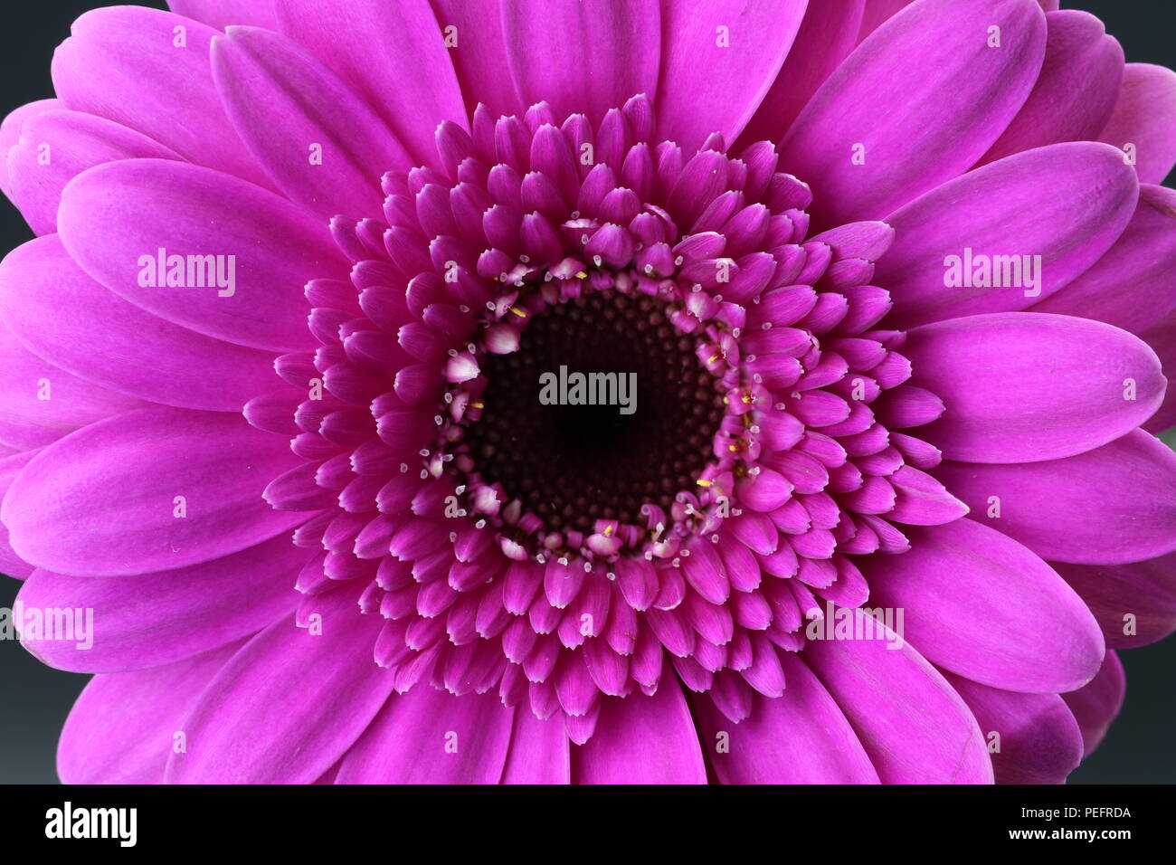 Close up of beau gerbera rose blossum Banque D'Images