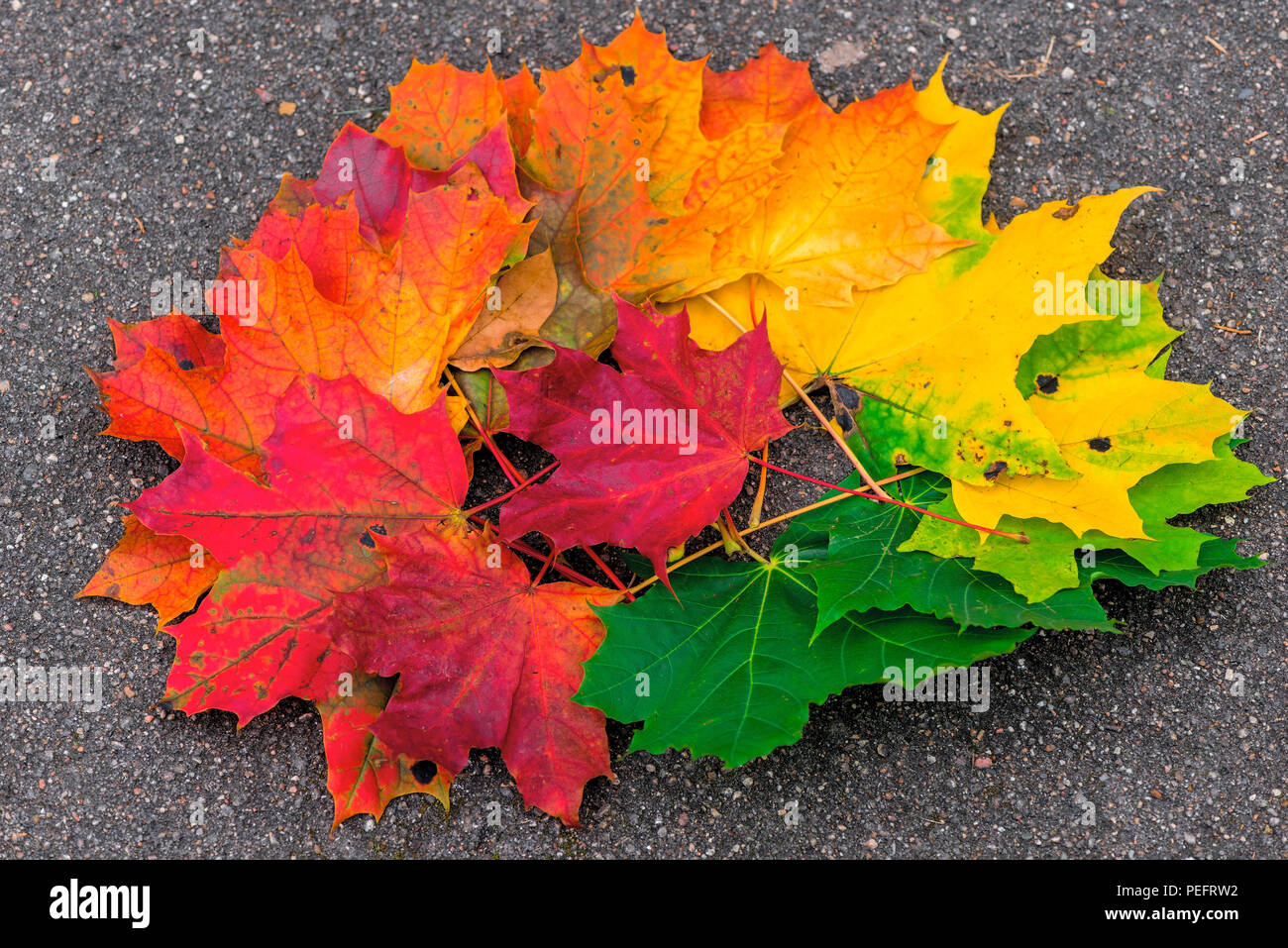 Belles feuilles d'un tas d'érable sur le bitume, automne nature Banque D'Images