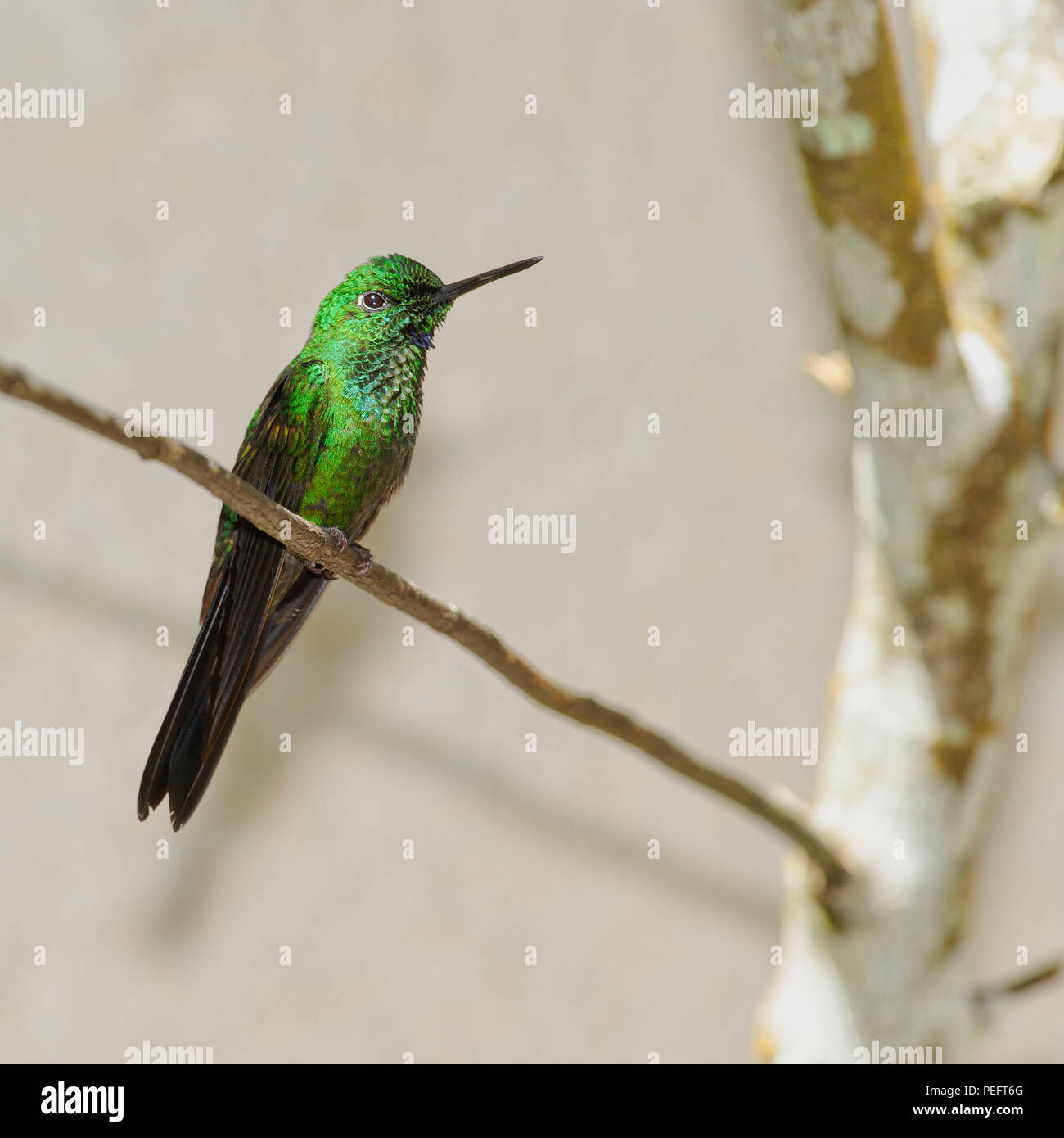 Emerald Hummingbird, le jardin de la forêt de Monteverde, Costa Rica Banque D'Images