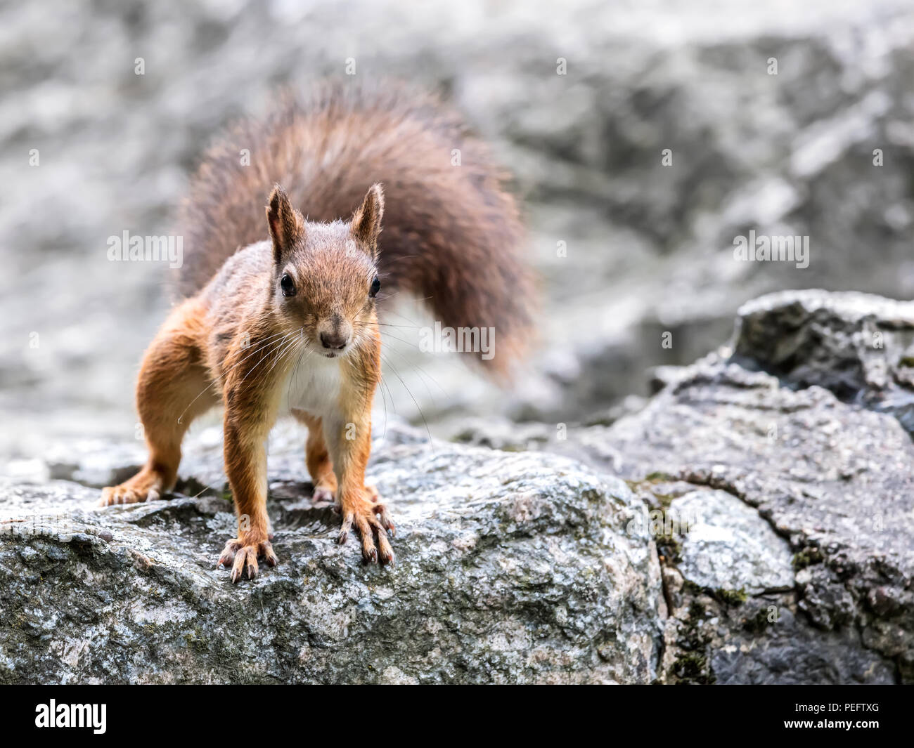 Les jeunes avec écureuil queue pelucheuse debout sur grand parc en pierre grise, vue rapprochée Banque D'Images