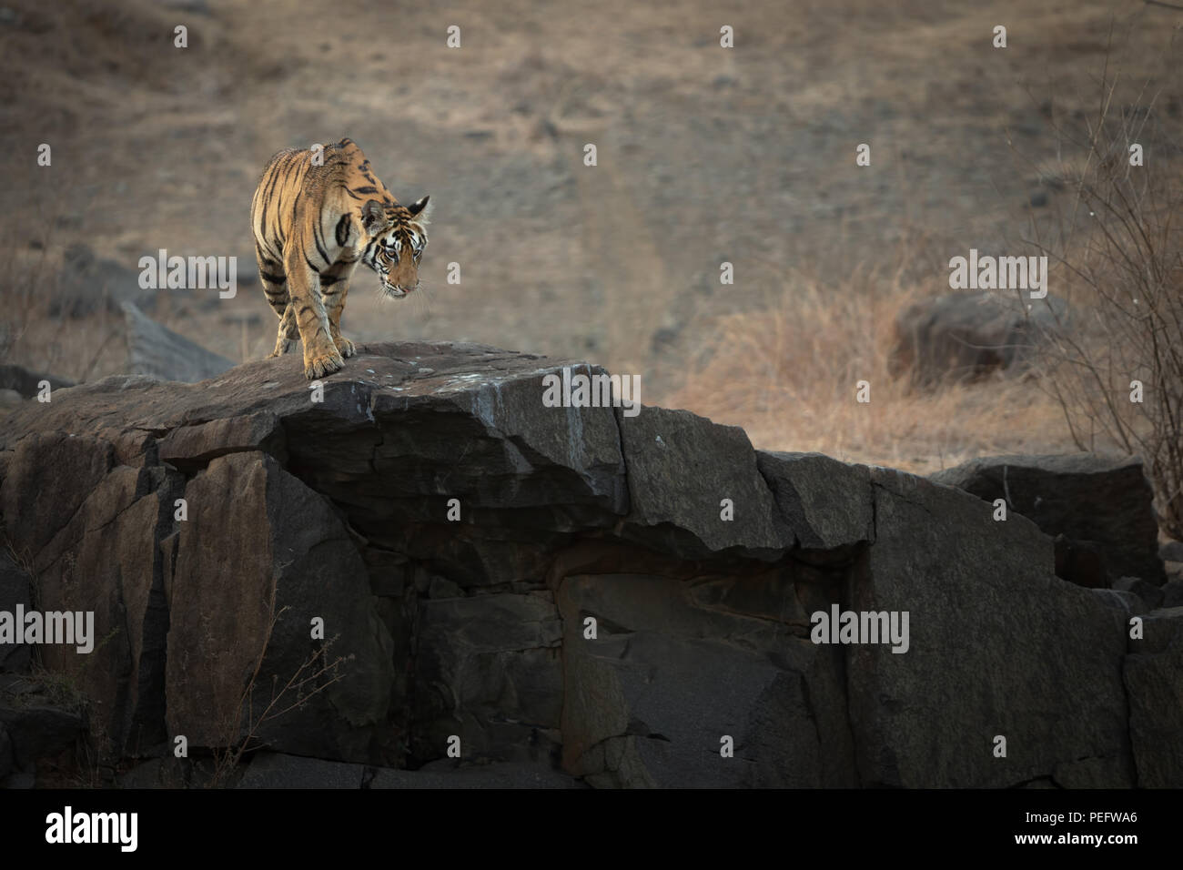 Living on the edge - Tiger Cub sur le bord de la falaise Banque D'Images