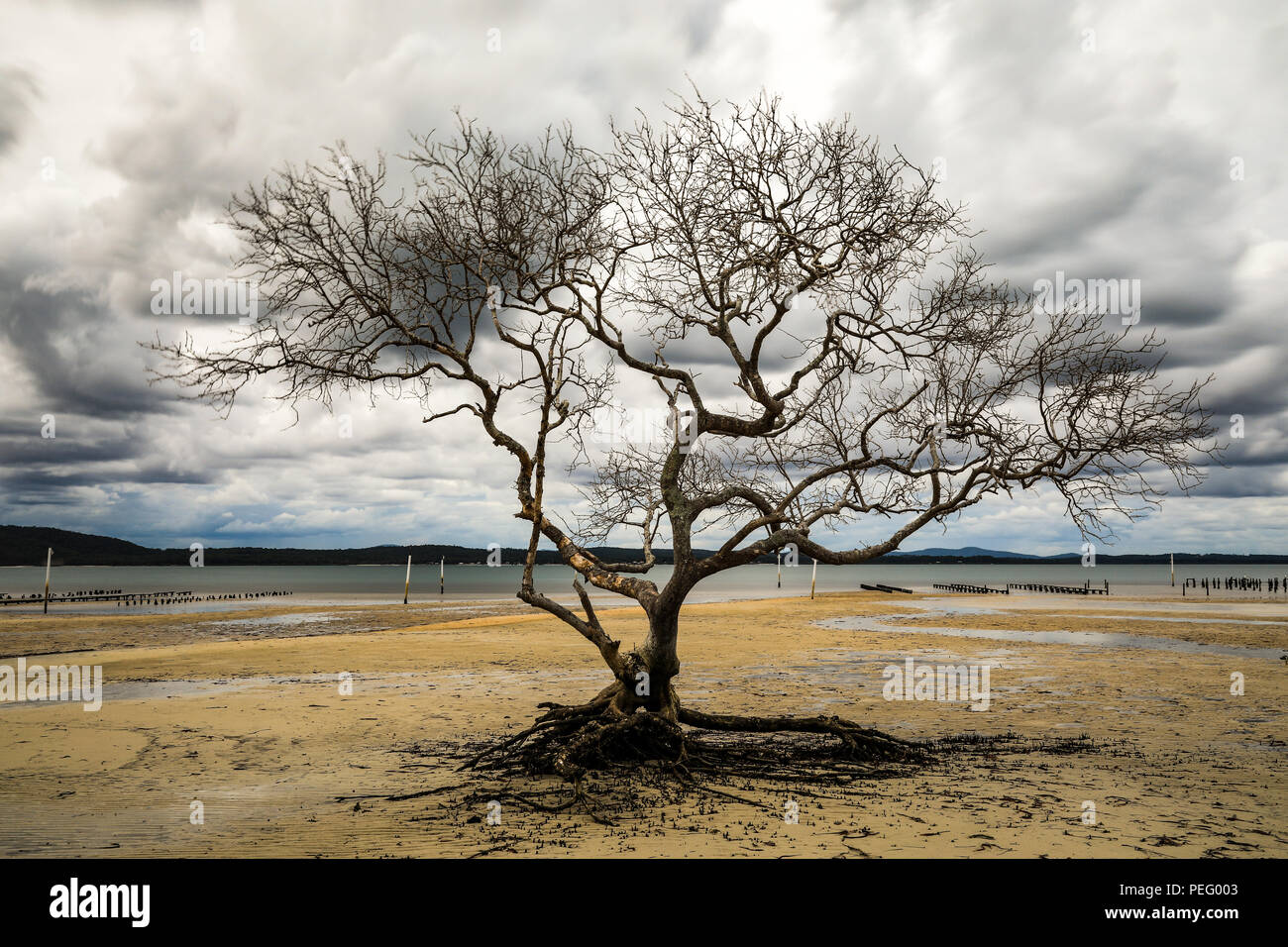 Lever de soleil nuageux au-dessus d'un arbre isolé et de la plage à marée basse Banque D'Images