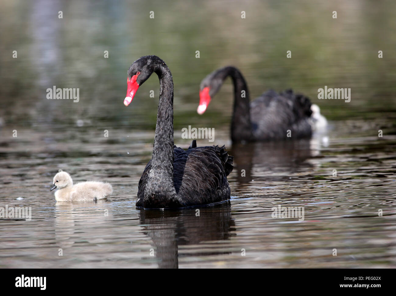 Le dernier couple de cygnes noirs à Exmouth, Devon, avec deux nouveaux nés cygnets. Banque D'Images