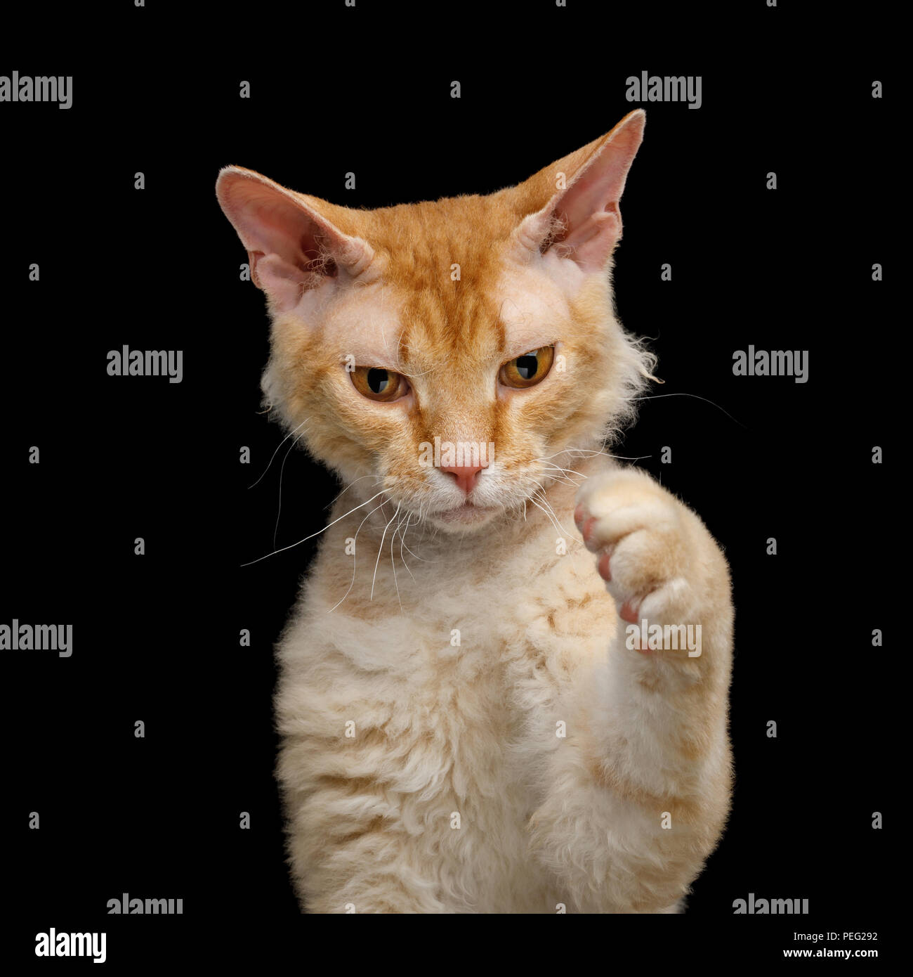 Portrait de chat Sphynx Gingembre aux cheveux ludique jouer avec paw isolées sur fond noir Banque D'Images