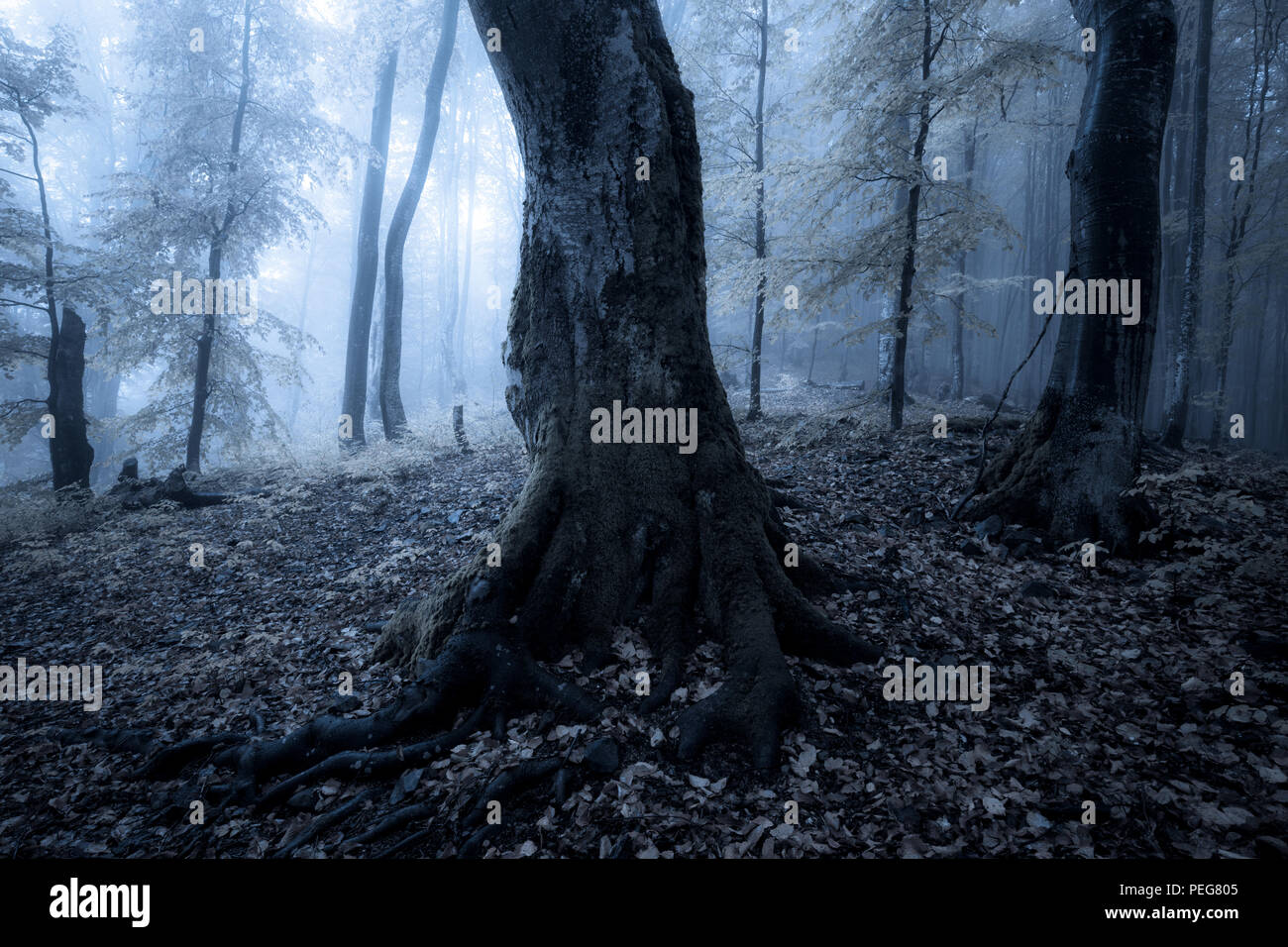 Brouillard d'automne forêt la nuit. Couleurs d'automne au crépuscule du vieux bois Banque D'Images