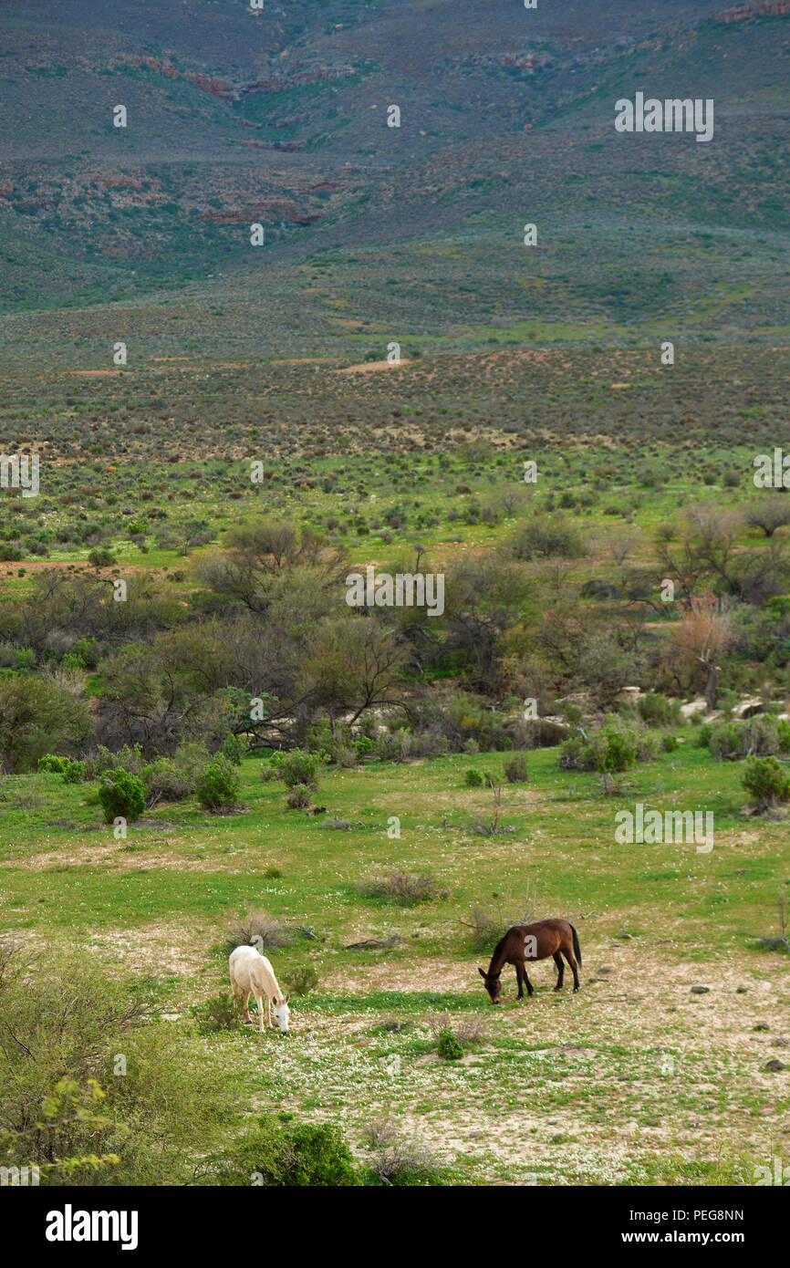 Brown et l'alimentation des chevaux blancs dans Beidouw Valley Banque D'Images