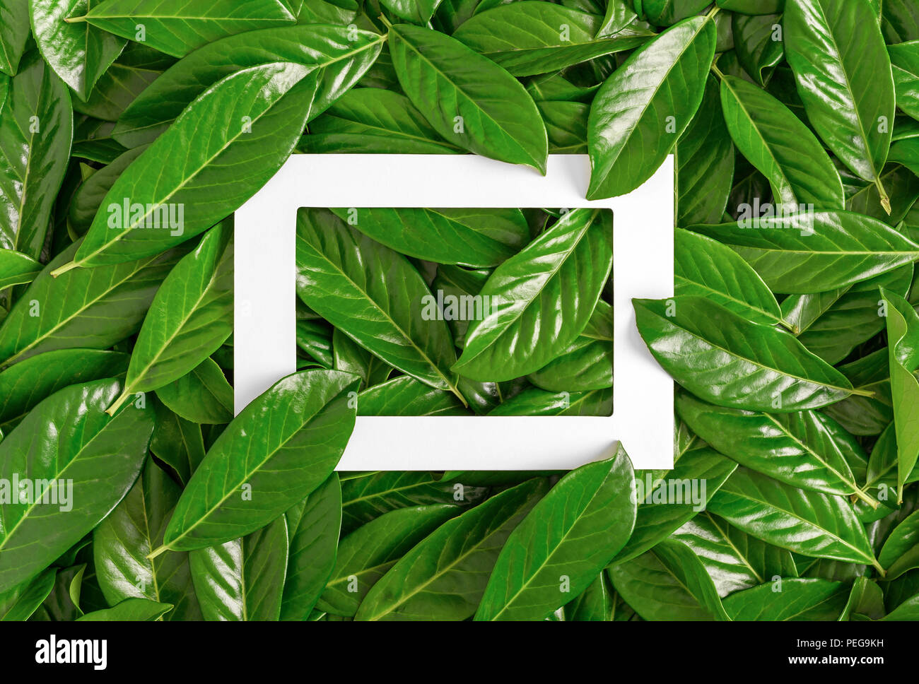 Cadre blanc entre les feuilles d'un vert vif. Close-up. Banque D'Images