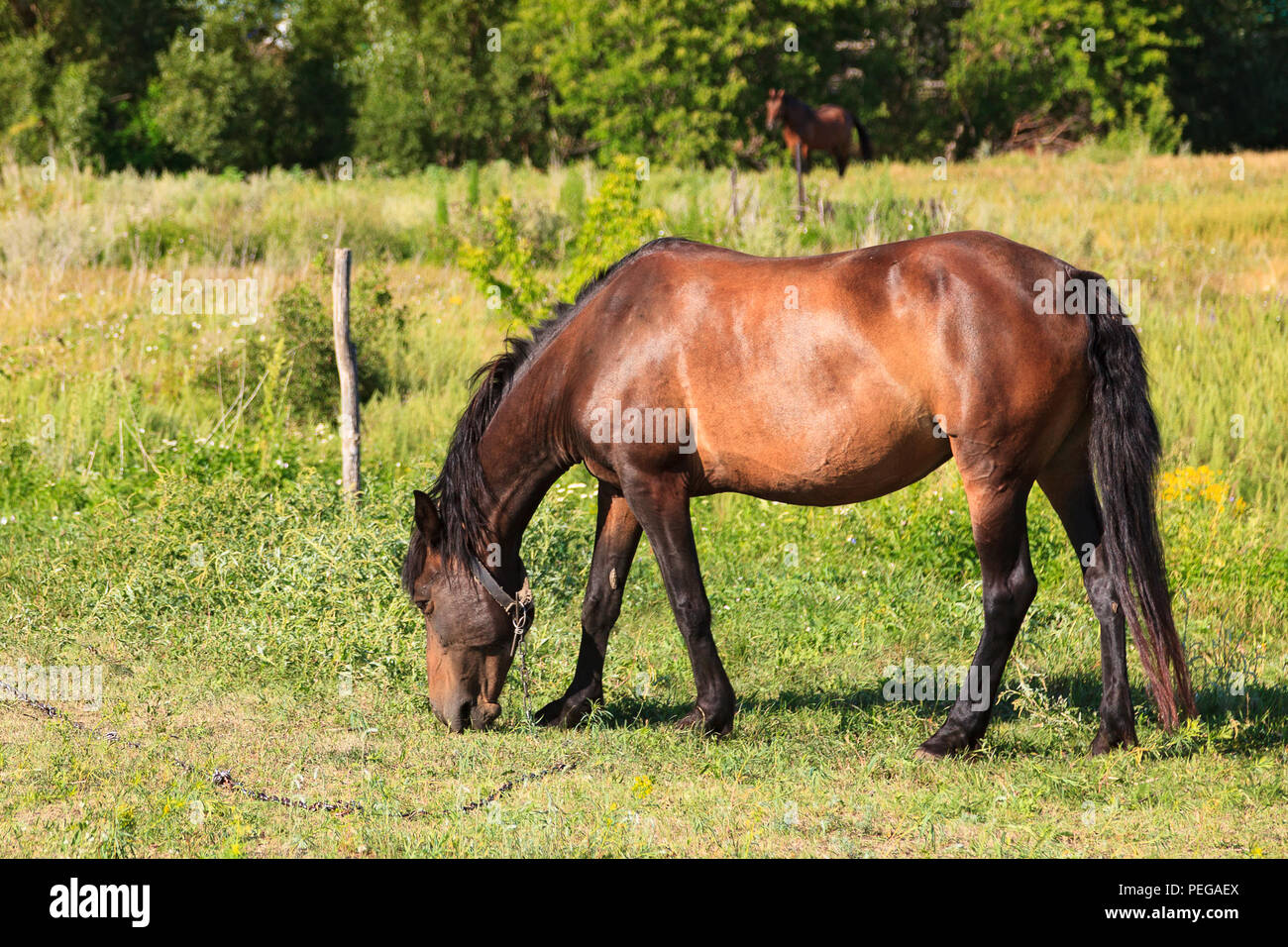 Sur un pâturage de chevaux adultes Banque D'Images
