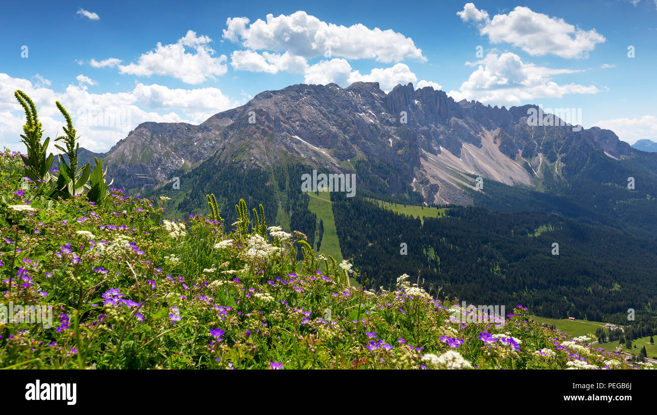 Fleurs des Alpes, vue en arrière-plan du groupe montagne Latemar. Val d'Ega. La forêt de conifères. Les Dolomites du Trentin-Haut-Adige. Alpes italiennes. Banque D'Images